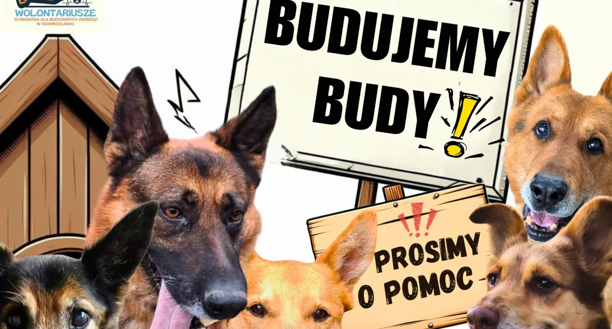 Schronisko Inowrocław - Wolontariat buduje budy 