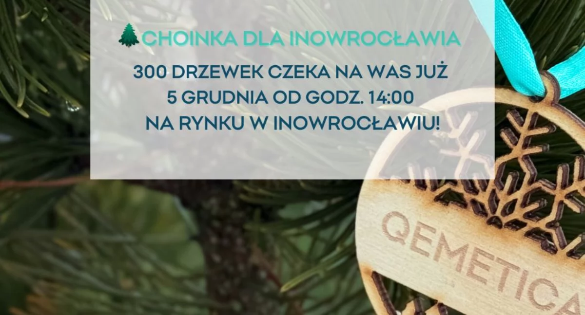 Choinka z QEMETICA 2025 – świąteczne drzewka ponownie trafią do inowrocławskich domów!