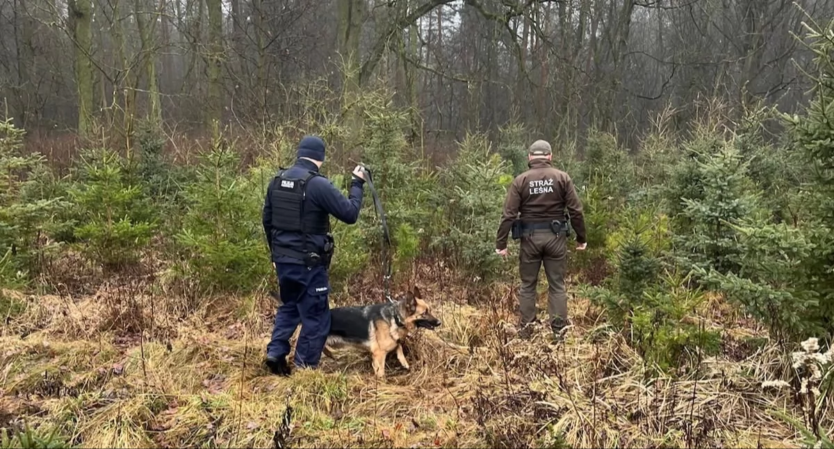 Działania służb na terenach leśnych