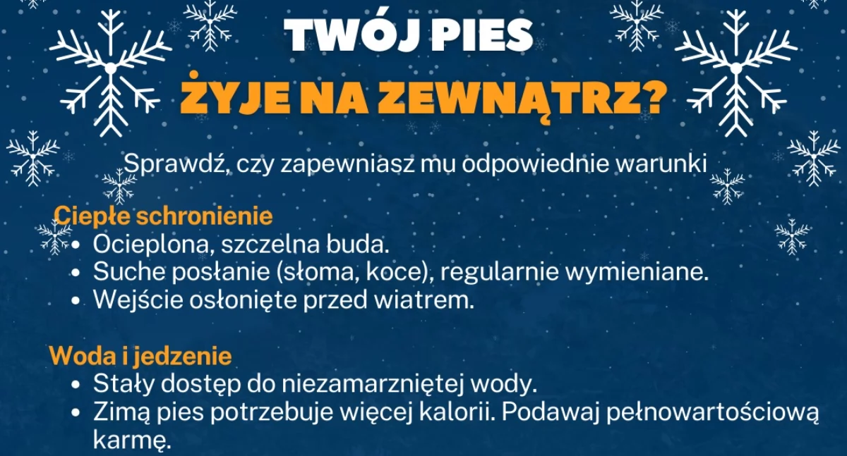 Zima to sprawdzian z człowieczeństwa! Nie pozwól psu zamarznąć!