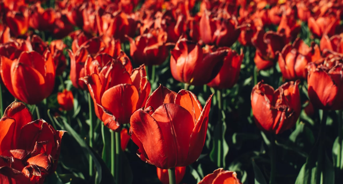 Dzień Kobiet: Od walki o prawa po święto inspiracji