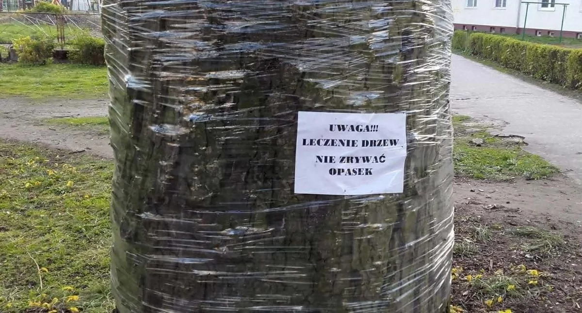  Inowrocław dba o kasztanowce – rusza akcja ochronna