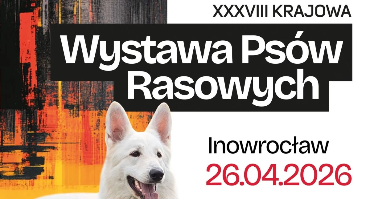 Inowrocław stolicą czworonogów! Nadchodzi XXXVIII Krajowa Wystawa Psów Rasowych