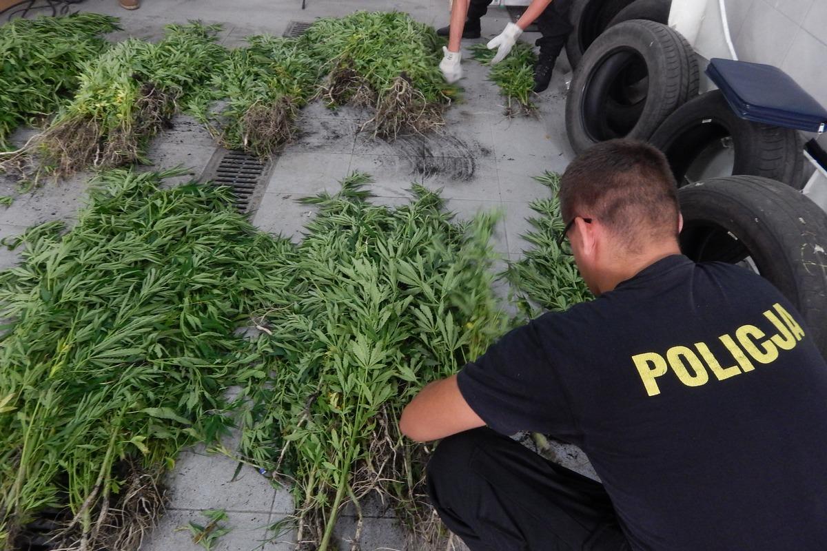 Kryminalni z Radziejowa zlikwidowali plantację konopi
