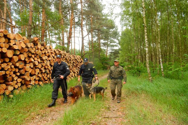 Wspólnie na służbie w lesie