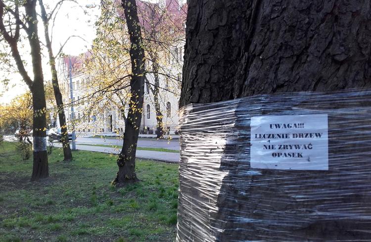 Inowrocław dba o kasztanowce