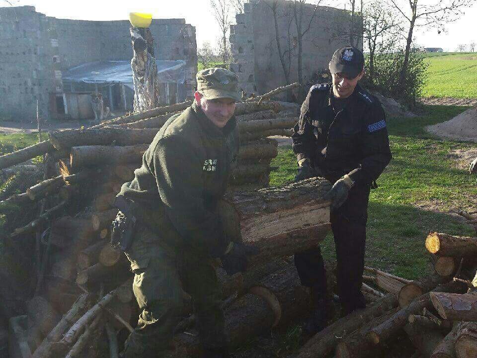 Za kradzież drzewa odpowie przed sądem