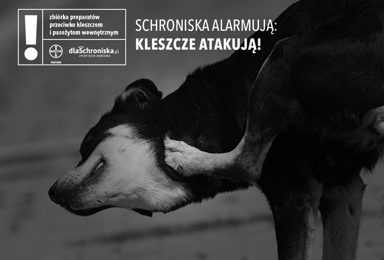 Schroniska alarmują: kleszcze atakują!