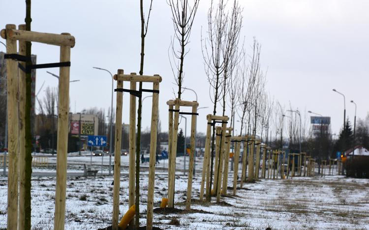 Półtora tysiąca nowych drzew i krzewów w mieście