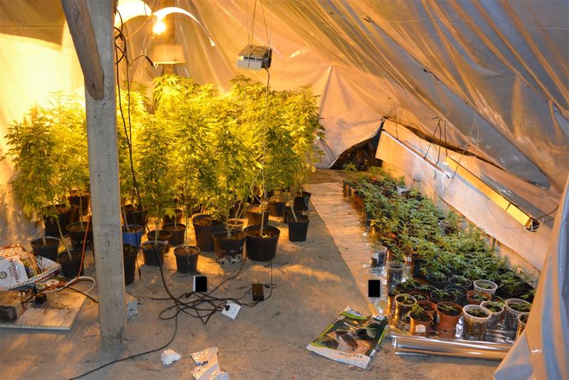Kryminalni z Radziejowa zlikwidowali plantacje konopi