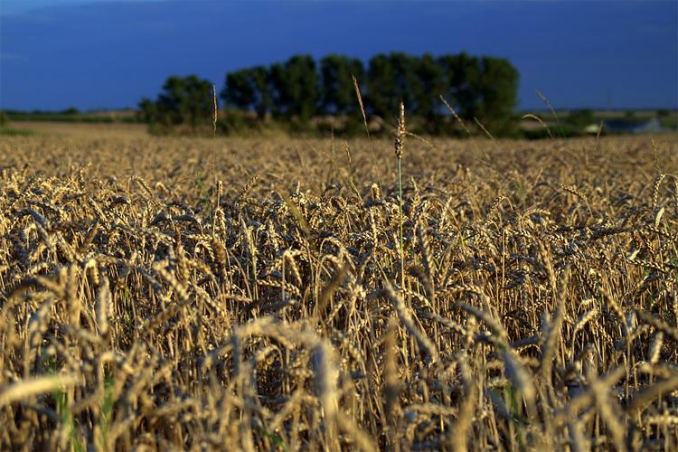 Powiatowe święto plonów w Janikowie
