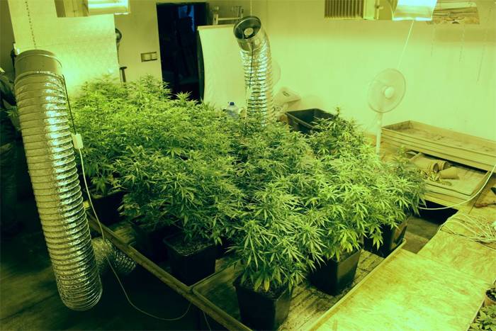 Zlikwidowali plantację, przejęli prawie 2 kg marihuany (TV)