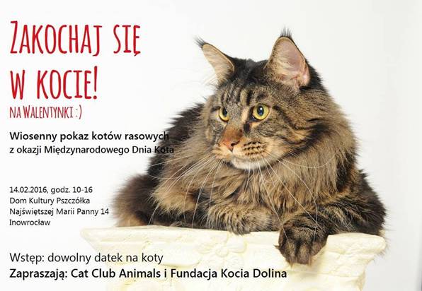 W niedzielę odbędzie się kocia wystawa