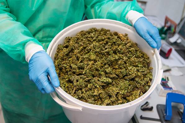 Policjanci przejęli 3,5 kg marihuany 