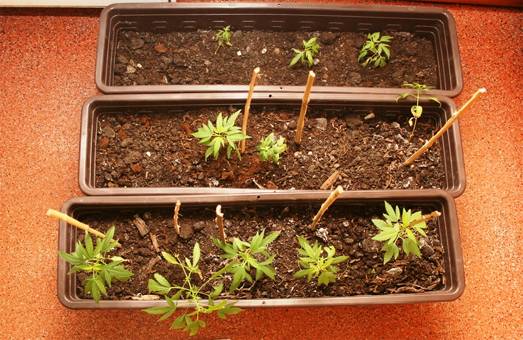 Przez ścianę do plantacji