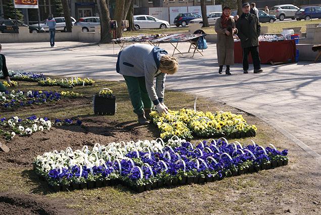 Kompozycje kwiatowe ożywią Inowrocław