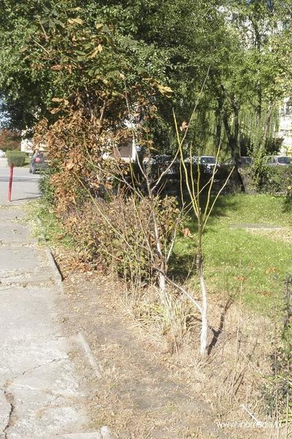 Czy rośliny potraktowano środkiem chemicznym?