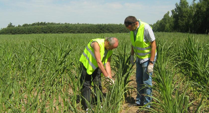 GMO w województwie kujawsko-pomorskim
