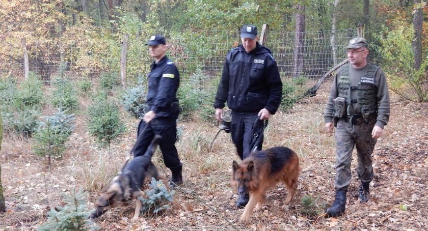 Policja i Państwowa Straż Leśna dbają o legalność stroiszu