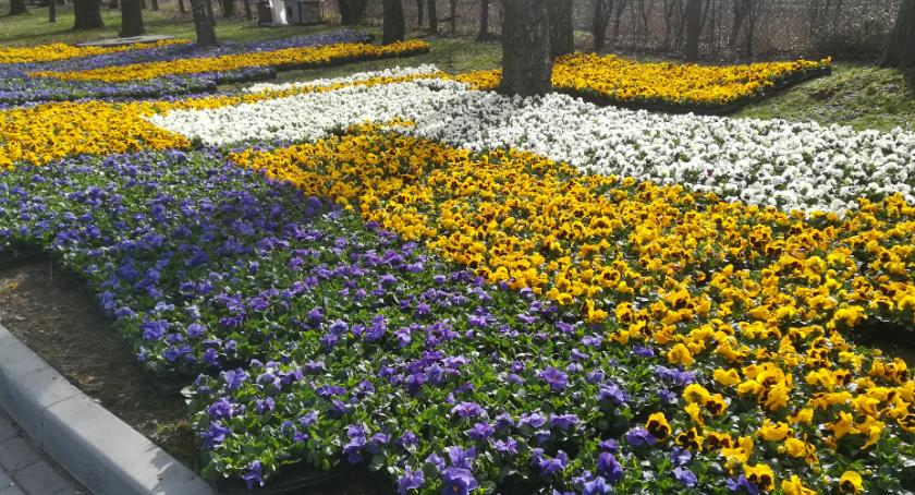 Wiosna wkracza do Inowrocławia
