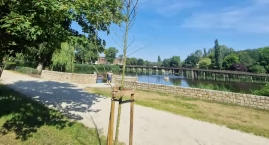 Kilkadziesiąt suchych kikutów w Solankach, tak się m&hellip;