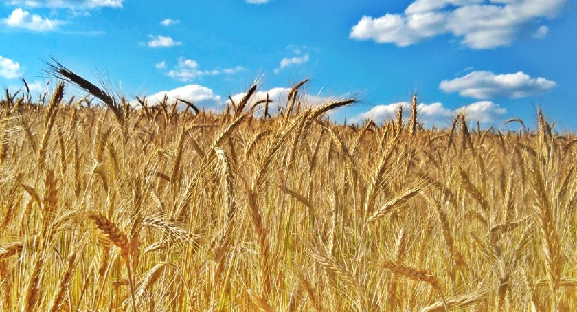 Płońszczak NA DOBRY DZIEŃ - 28.07.2020