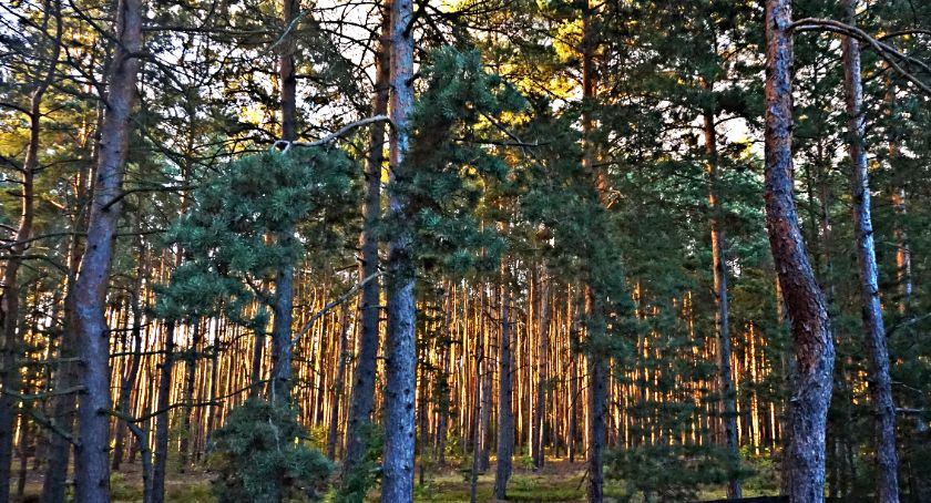 Płońszczak NA DOBRY DZIEŃ - 23.09.2020