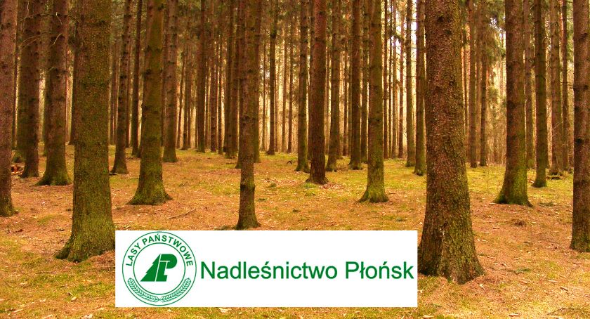 Plan Urządzenia Lasu dla Nadleśnictwa Płońsk na lata 2023-2032