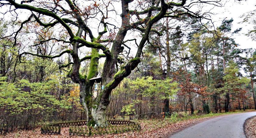 Płońszczak NA DOBRY DZIEŃ - 8.11.2020