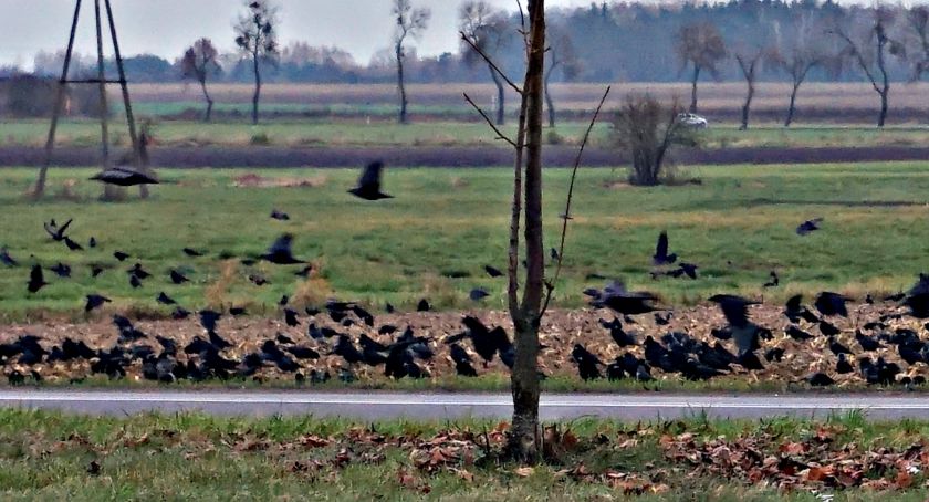 Płońszczak NA DOBRY DZIEŃ - 23.11.2020
