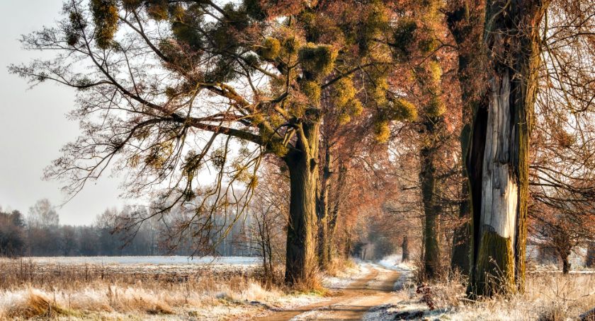 Płońszczak NA DOBRY DZIEŃ - 14.12.2020