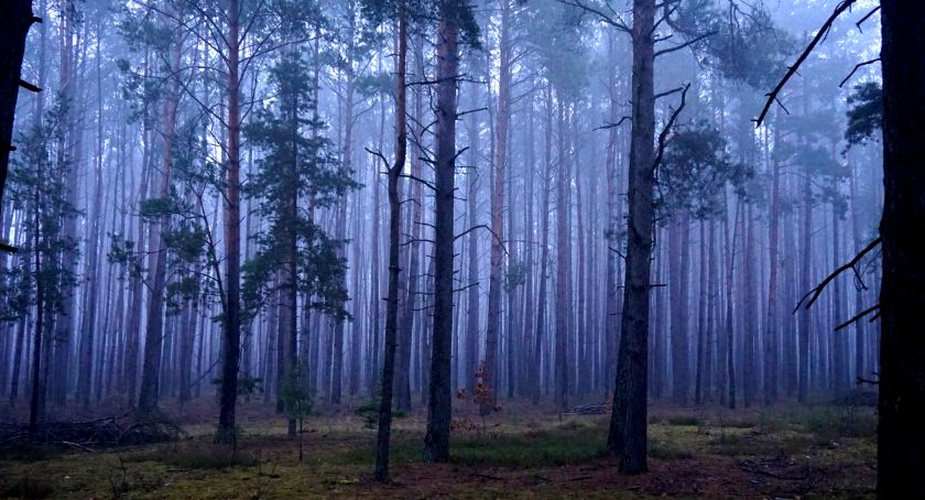 Płońszczak NA DOBRY DZIEŃ - 4.01.2021