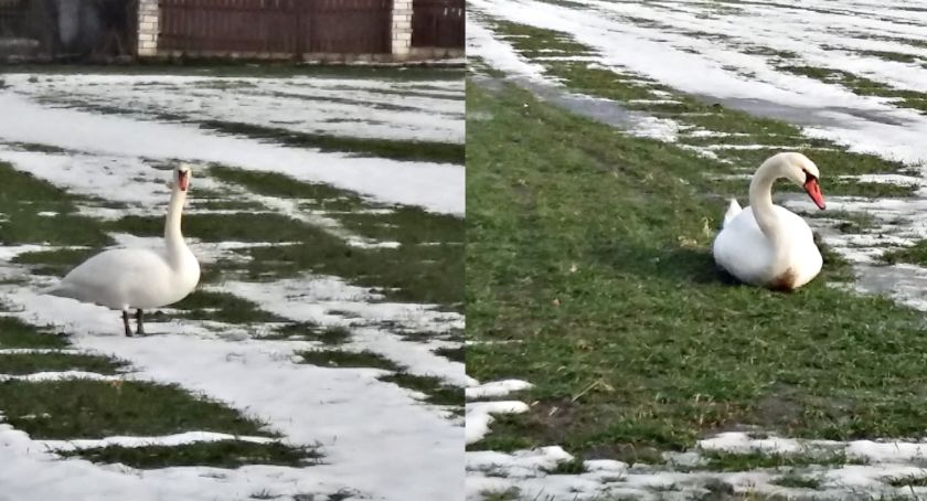Płońszczak NA DOBRY DZIEŃ - 25.02.2021
