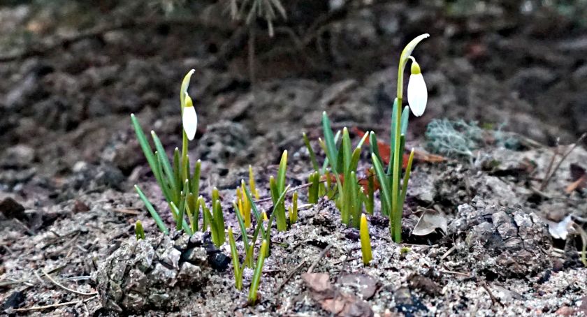 Płońszczak NA DOBRY DZIEŃ - 20.03.2021