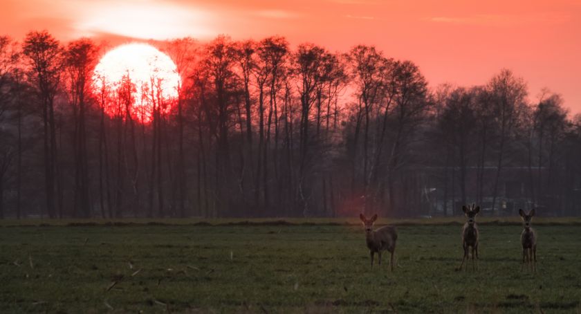 Płońszczak NA DOBRY DZIEŃ - 12.04.2021