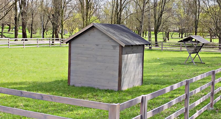 Już niebawem ruszy płońskie mini zoo - na początek kucyki i kozy