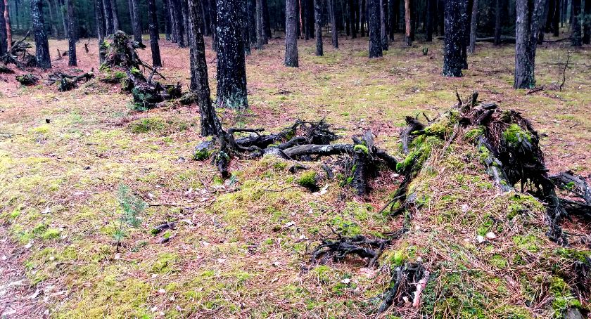 Płońszczak NA DOBRY DZIEŃ - 28.04.2021