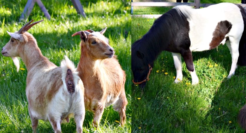 Pierwsze zwierzęta w płońskim mini zoo