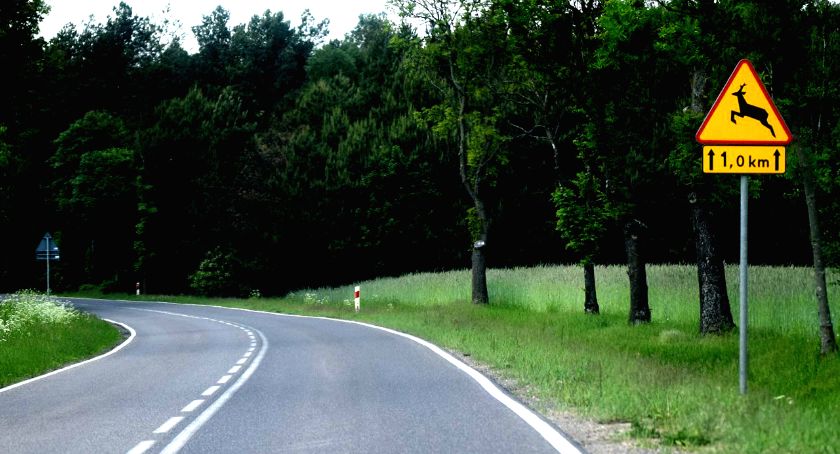 Pięć zdarzeń z udziałem dzikich zwierząt - policja apeluje o ostrożność