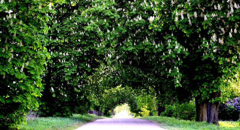 Płońszczak NA DOBRY DZIEŃ - 25.05.2021