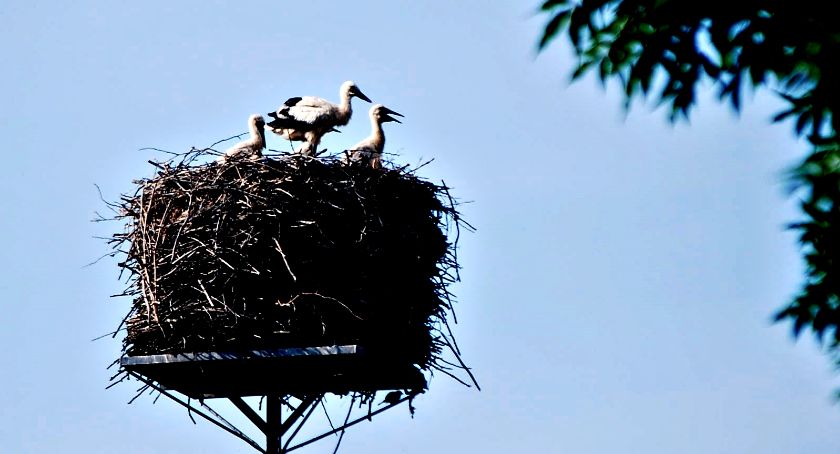 Płońszczak NA DOBRY DZIEŃ - 26.06.2021