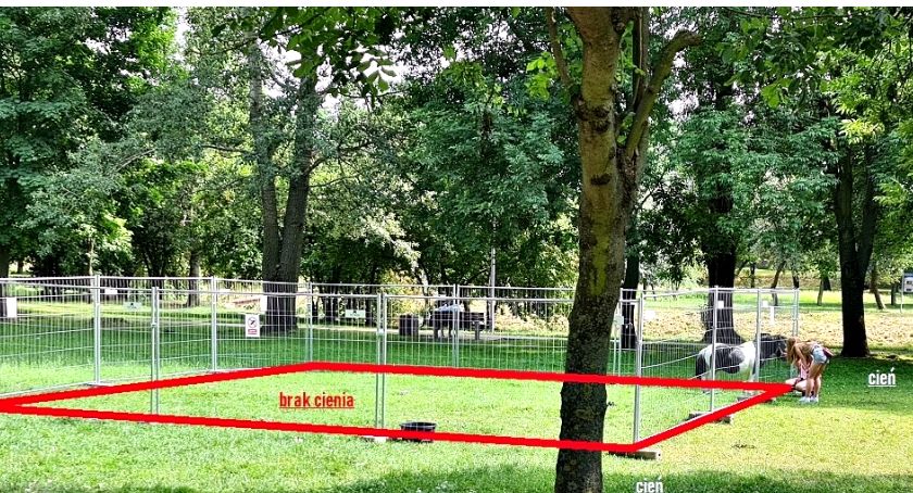 W mini zoo zasłabł kucyk - ratusz zapewnia, że zwierzęta mają dobrą opiekę