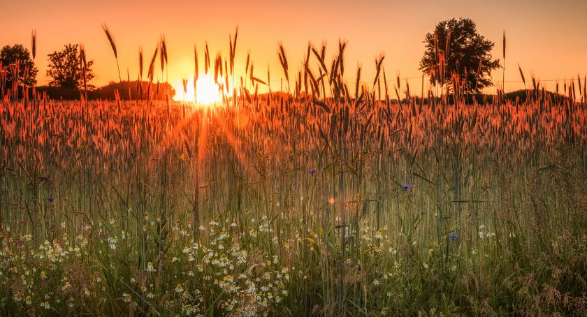Płońszczak NA DOBRY DZIEŃ - 12.07.2021