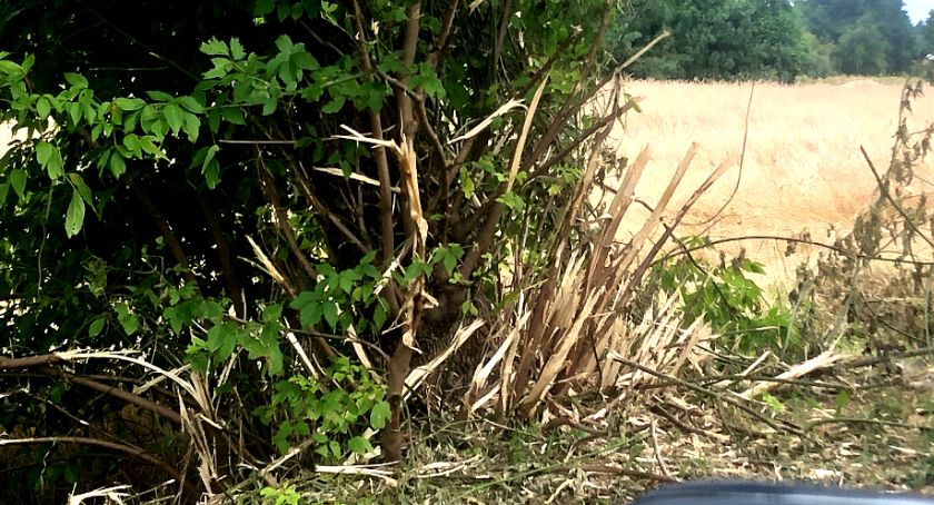 Płońszczak NA DOBRY DZIEŃ - 27.07.2021