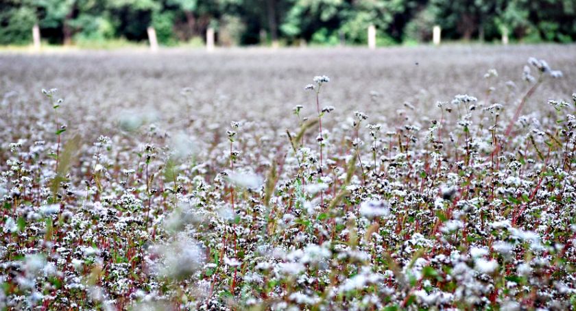 Płońszczak NA DOBRY DZIEŃ - 11.08.2021