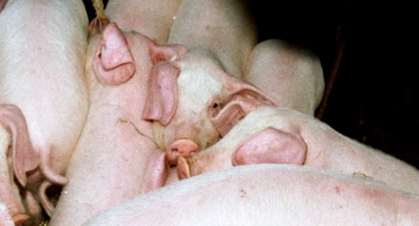 Mieszkańcy: STOP chlewni w Żelechach!