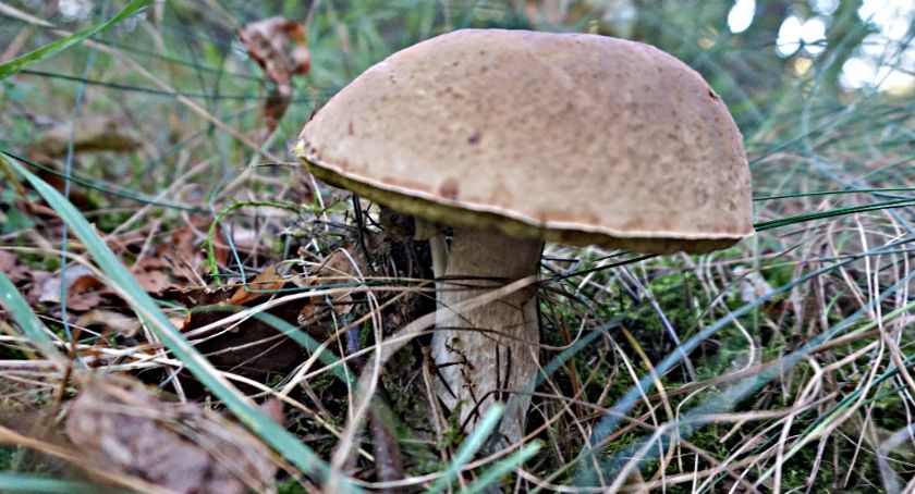 Płońszczak NA DOBRY DZIEŃ - 11.09.2021