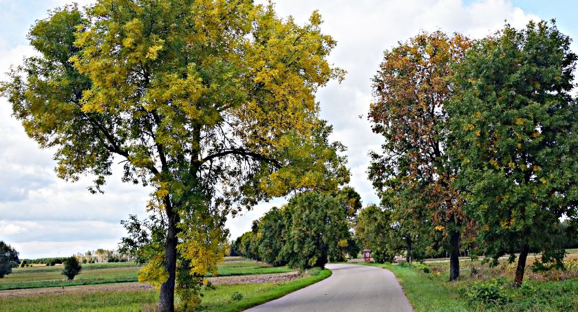 Płońszczak NA DOBRY DZIEŃ - 23.09.2021