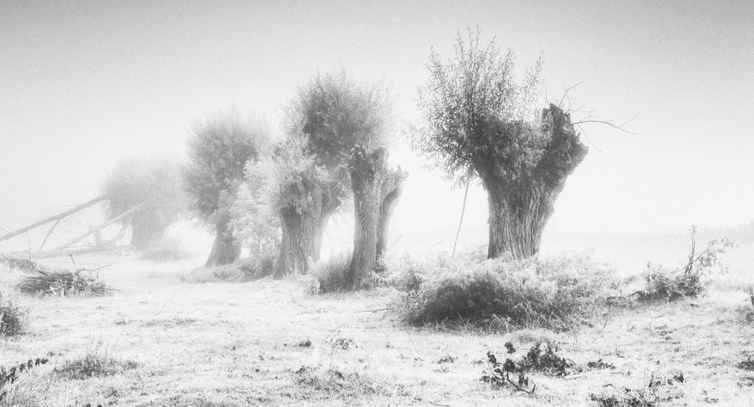 Płońszczak NA DOBRY DZIEŃ - 15.12.2021