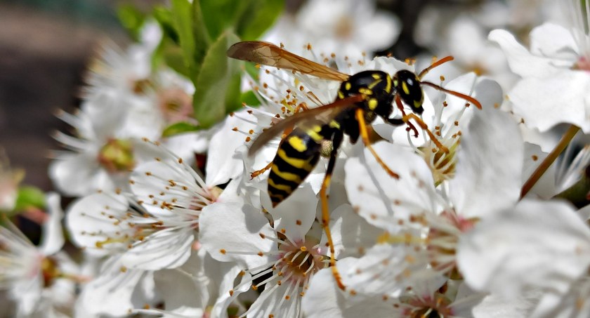 Płońszczak NA DOBRY DZIEŃ - 29.04.2022